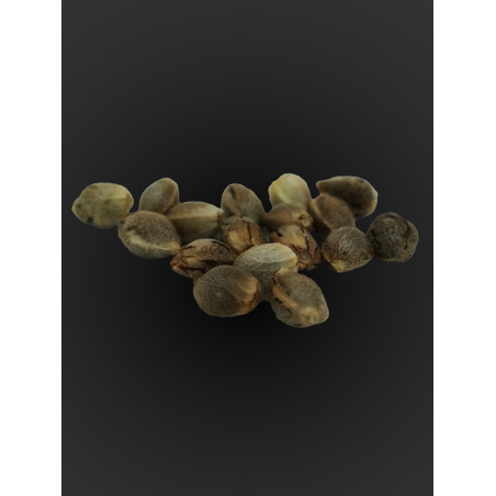 Gelato Seeds